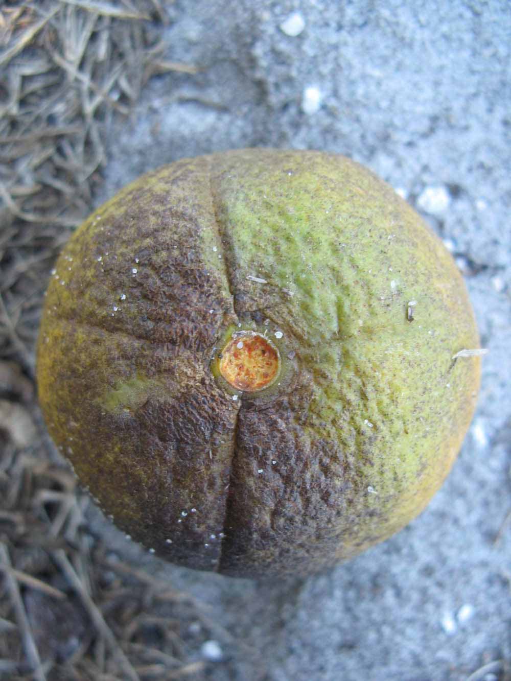            Fruit (Winter Haven, FL)   